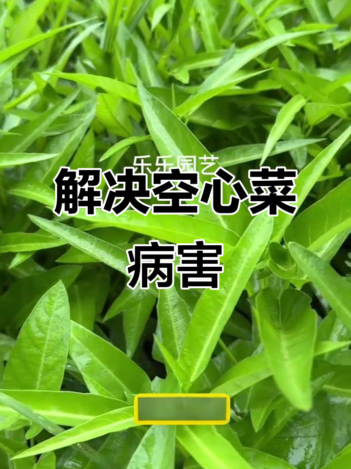 空心菜黄叶病害怎么办?微生物菌剂来帮忙