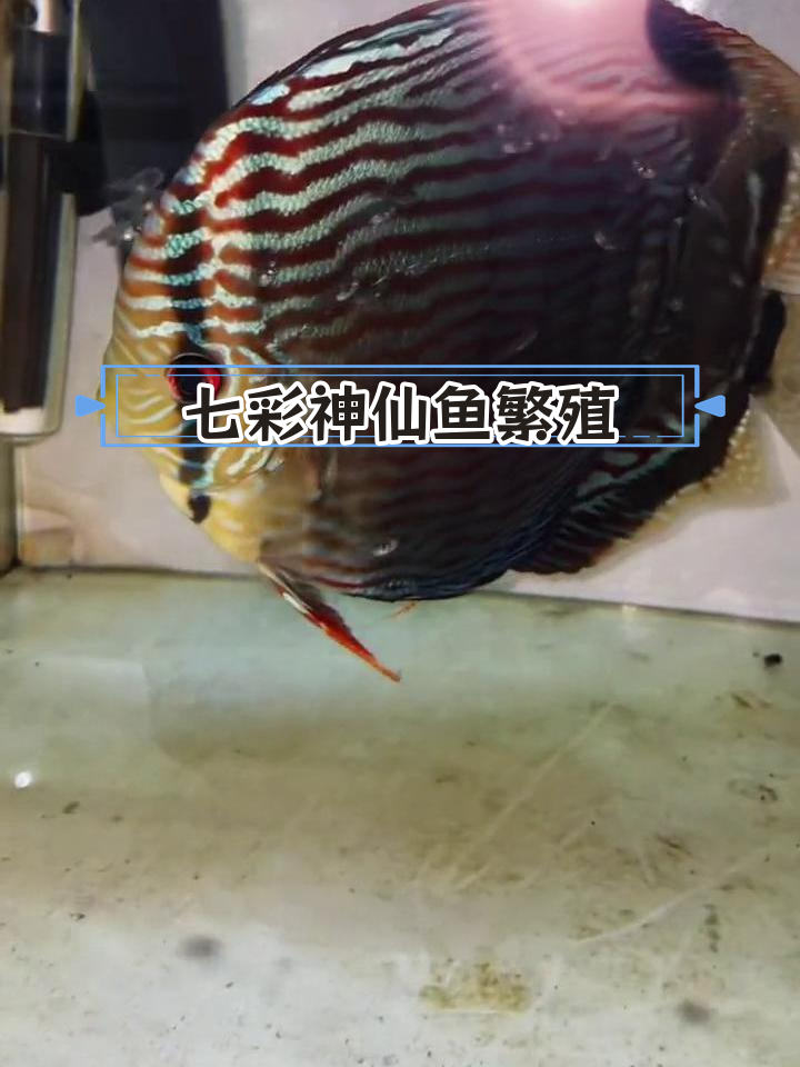 七彩神仙鱼提罐孵化法