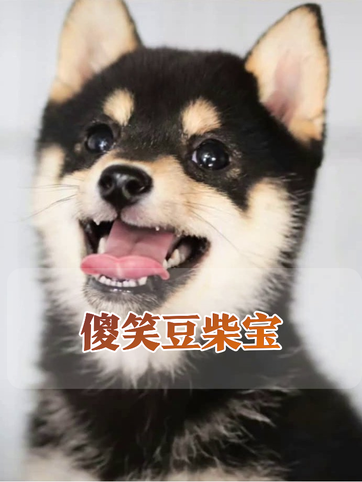 被迫营业的豆柴犬,一个傻笑萌化你的心