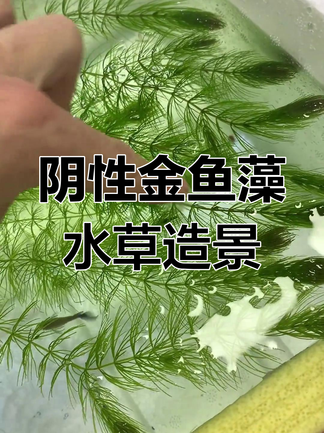 金鱼藻水草轻松造景,无需种植,飘浮在鱼缸中为小鱼提供躲避空间