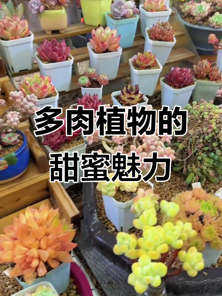 像水果软糖一样的多肉植物,治愈感满满!
