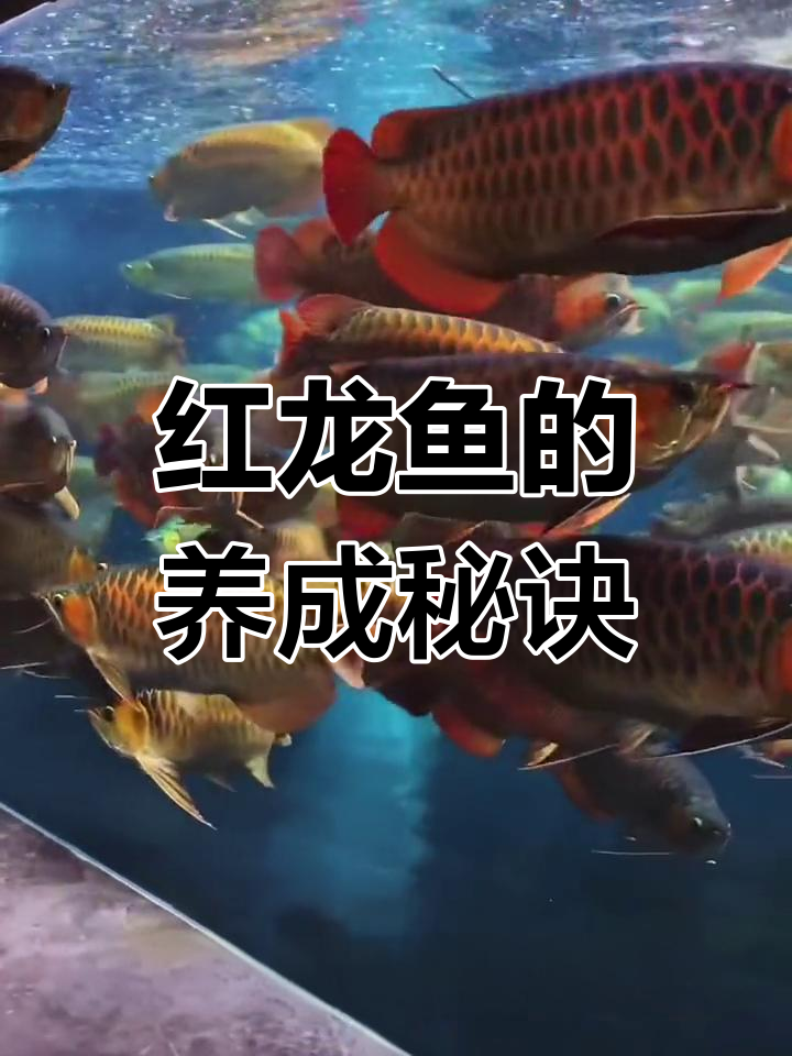 血统并非唯一,养功才是关键。红龙鱼成长靠时间与耐心