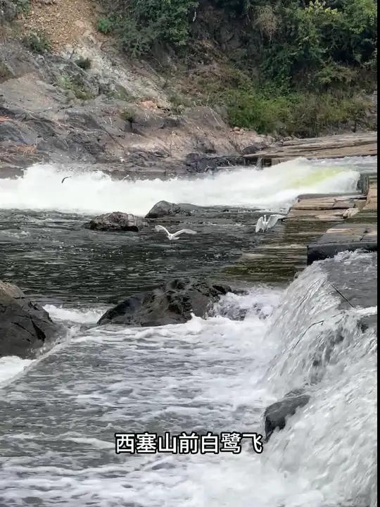 西塞山前白鹭飞,桃花流水鳜鱼肥,徽州人自古就喜欢吃臭鳜鱼