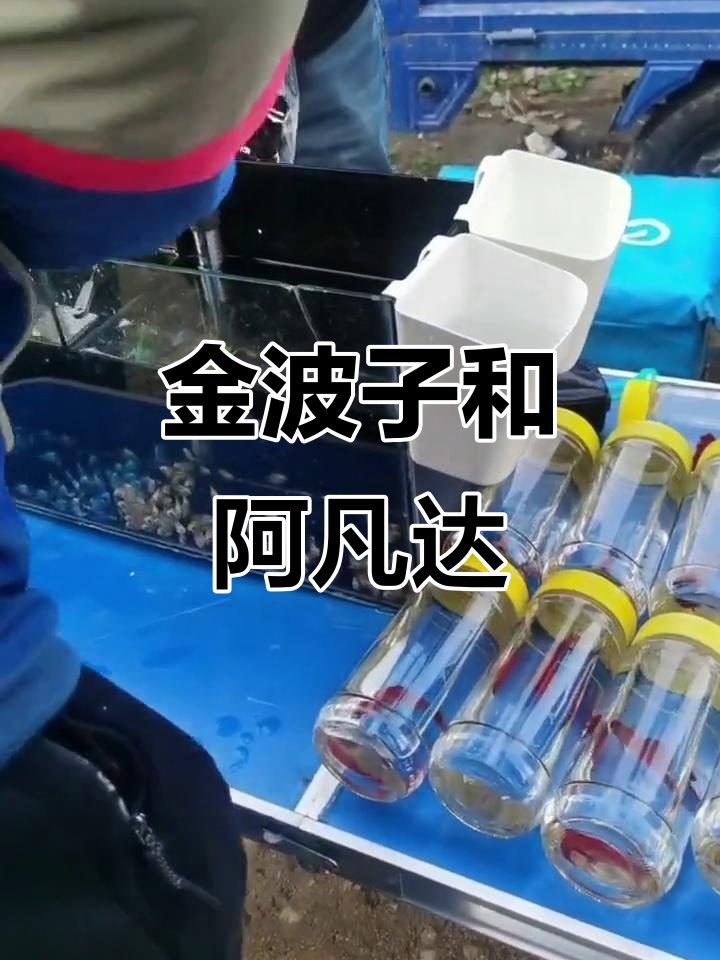 阿凡达与金波子:公母配对,价格实惠