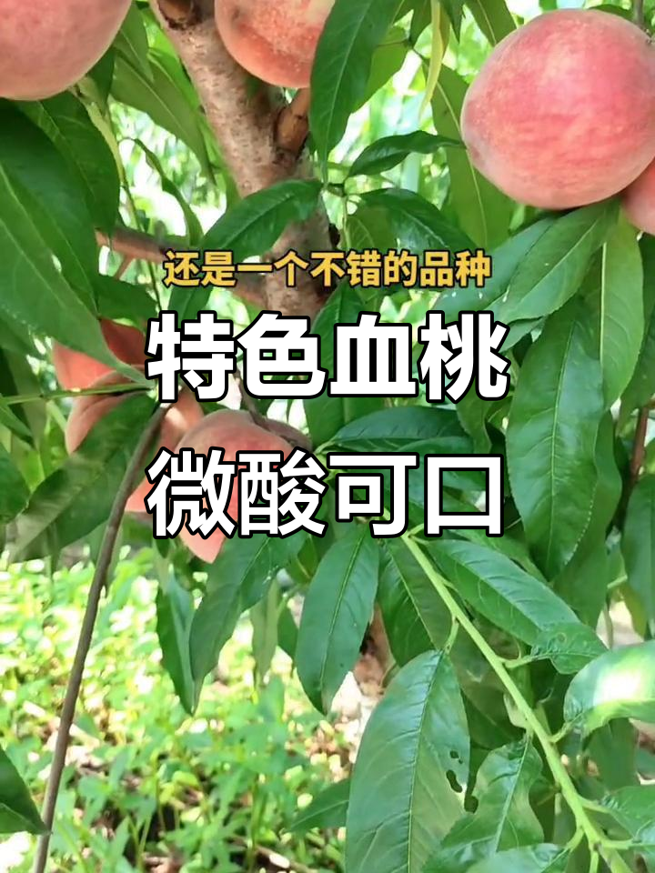 血桃品种:甜中带酸,离核鲜红,口感更佳