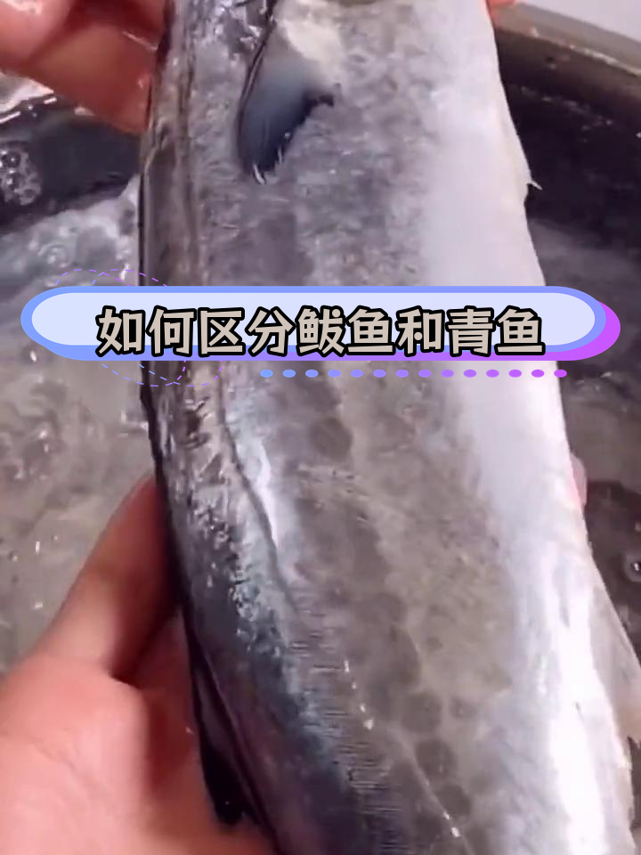 鲅鱼与青鱼的差异揭秘