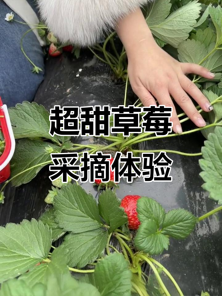 草莓采摘园大揭秘，超甜巧克力草莓等你来尝！