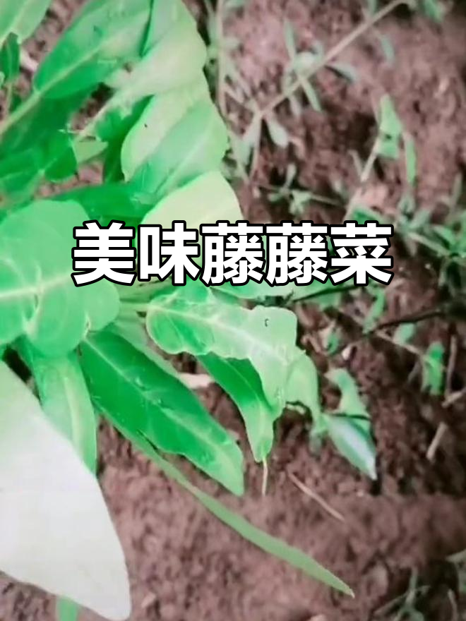 四川藤藤菜:甜美又实惠,吃了让人心情大好