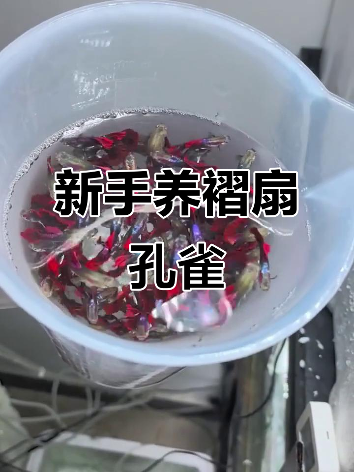 褶扇孔雀鱼:适合新手养殖的美丽品种