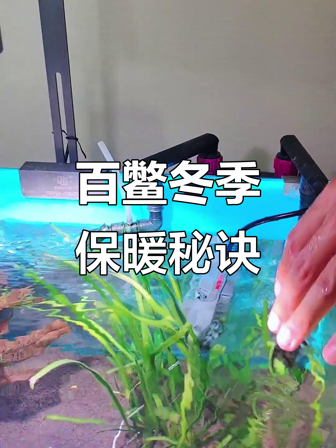 100只鳖在阳台鱼池过冬,加热棒解决水温波动问题
