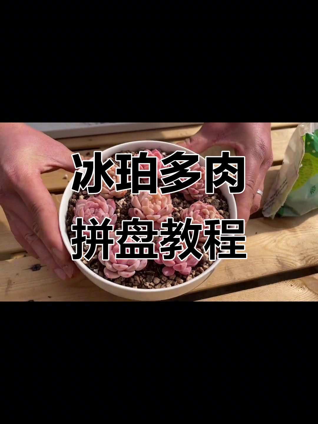 冰魄多肉拼盘种植技巧,轻松打造美丽盆景