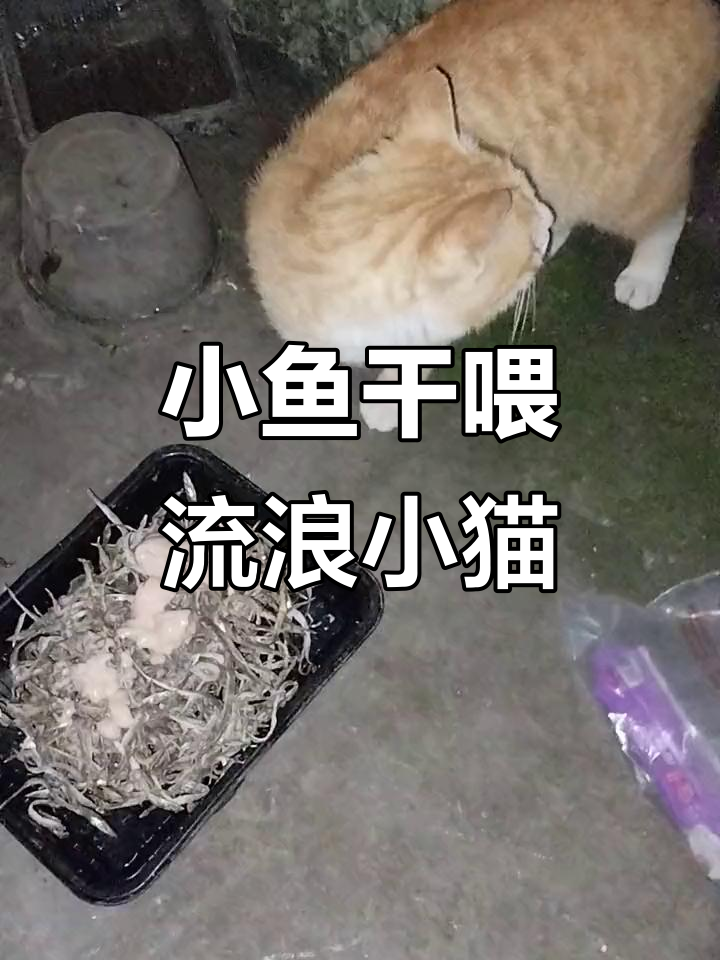 喂流浪小橘猫小鱼干,超可爱胖猫咪让人忍不住摸它