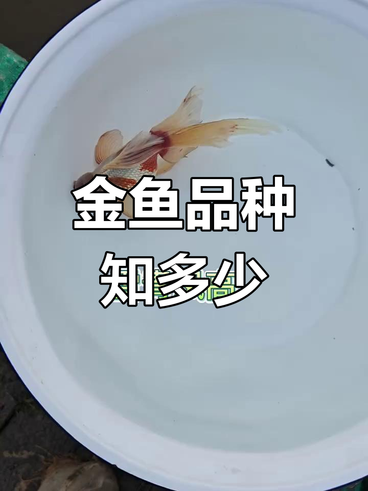 传统金鱼品种大揭秘,二十多种美丽名字等你来记!