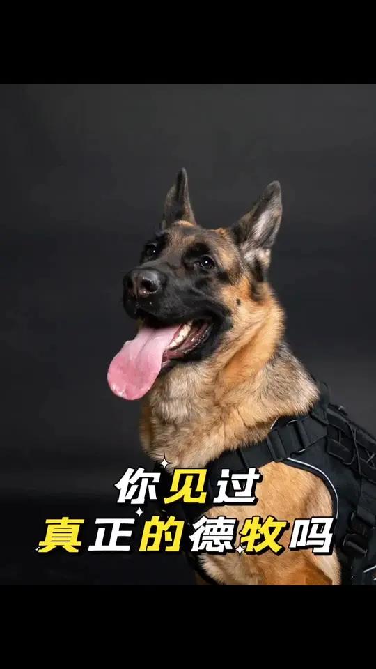 你见过真正的德牧吗