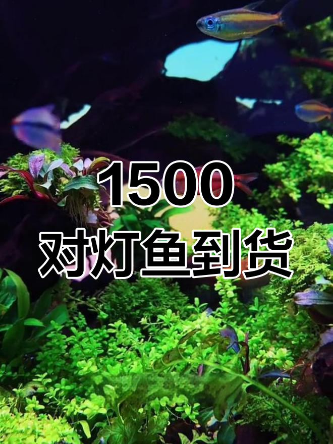 1500对灯鱼开箱,颜值爆表!草缸造景全纪录
