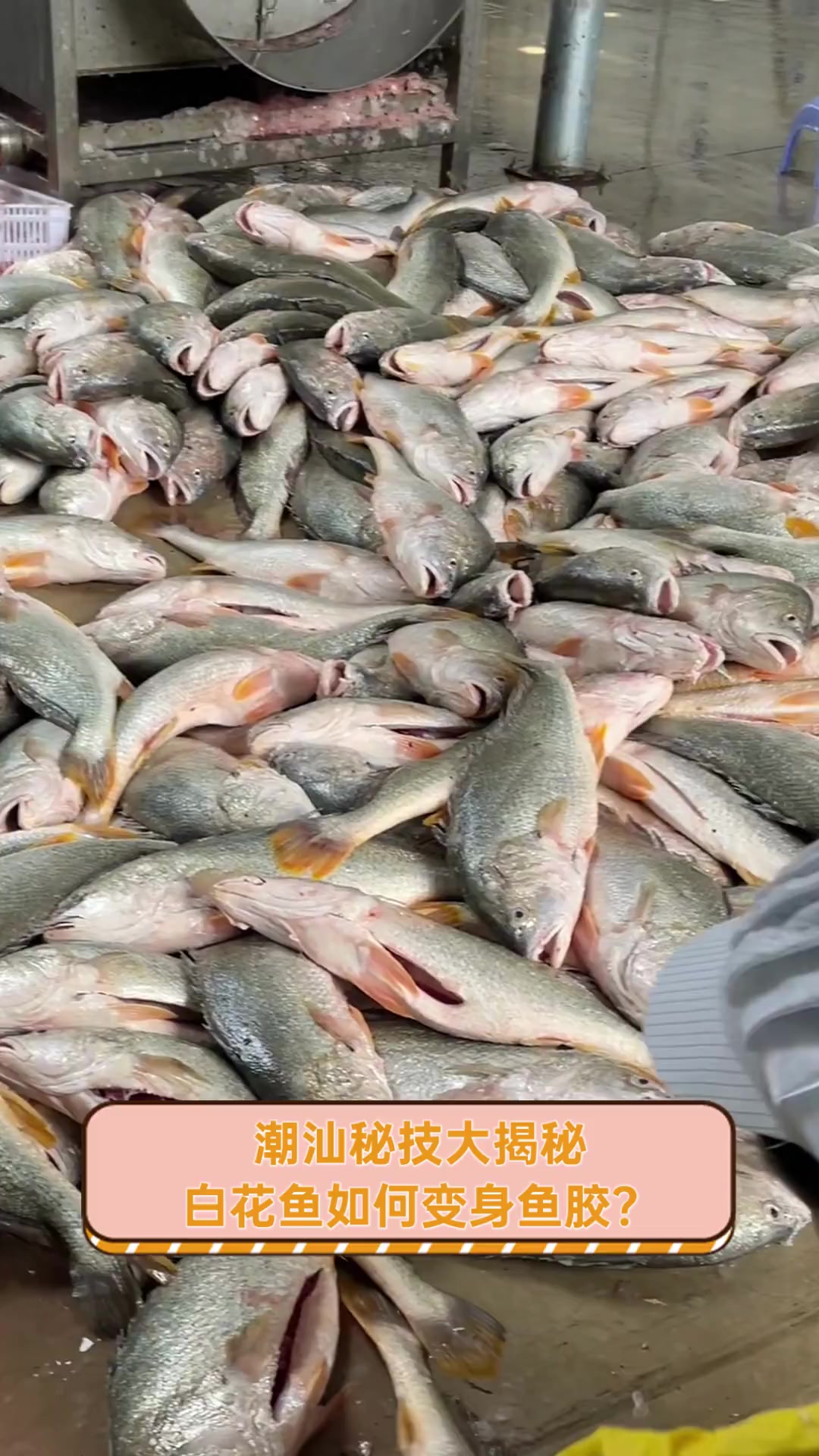 潮汕秘技大揭秘,白花鱼如何变身鱼胶?
