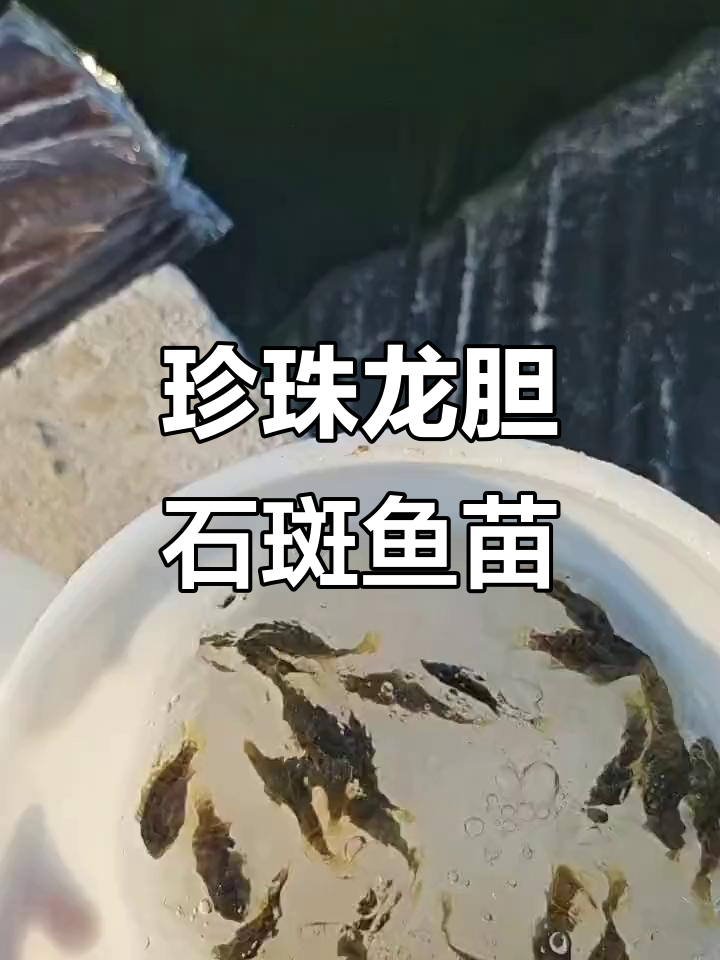 珍珠龙胆石斑鱼苗,阳江市渔乡子水产科技实业有限公司出品