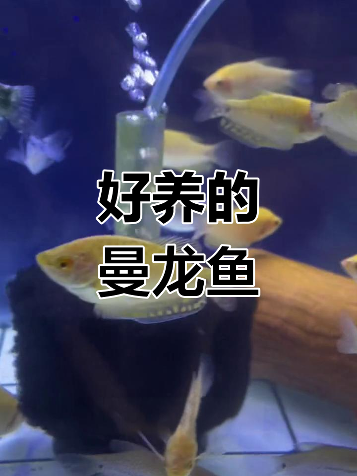 曼龙鱼:十大好养热带观赏鱼之一