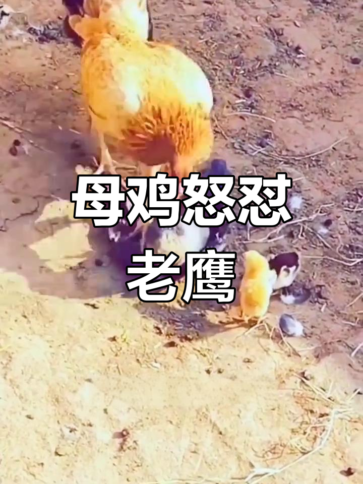 母鸡勇斗老鹰,保护幼崽毫不手软