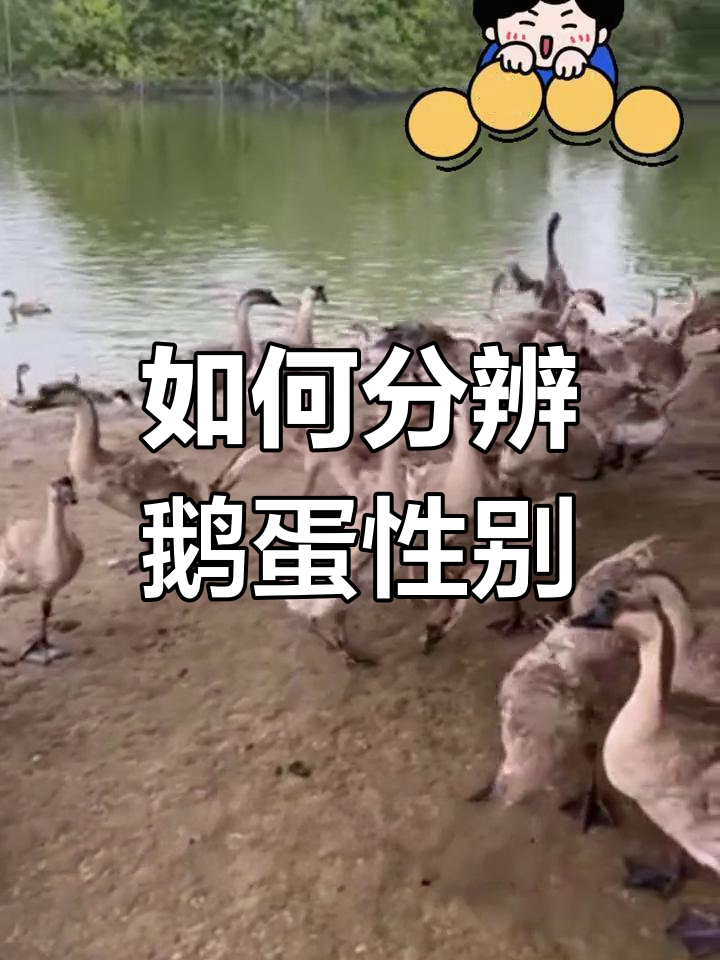鹅蛋公母辨别技巧,选对形状才能孵出健康小鹅