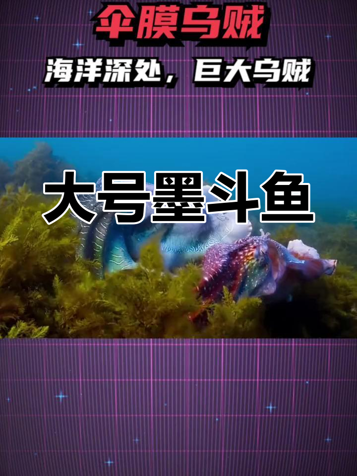 巨型墨斗鱼:半个月火锅的食材