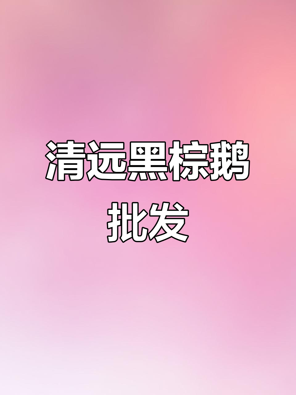 广东清远黑棕鹅批发,酒店食材一站式服务