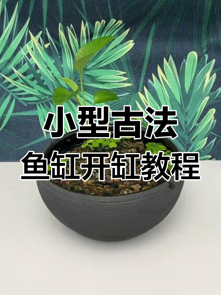 迷你古法养鱼缸制作全攻略,轻松打造生态小水景