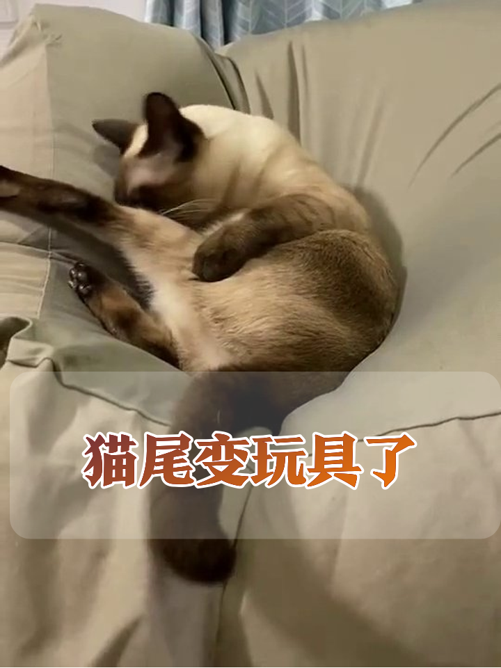 暹罗猫把尾巴当猎物疯狂玩耍,抬头歪头杀萌化了