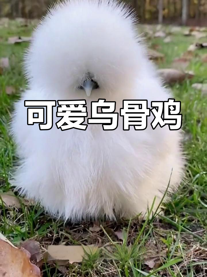 丝毛乌骨鸡:观赏与营养兼备