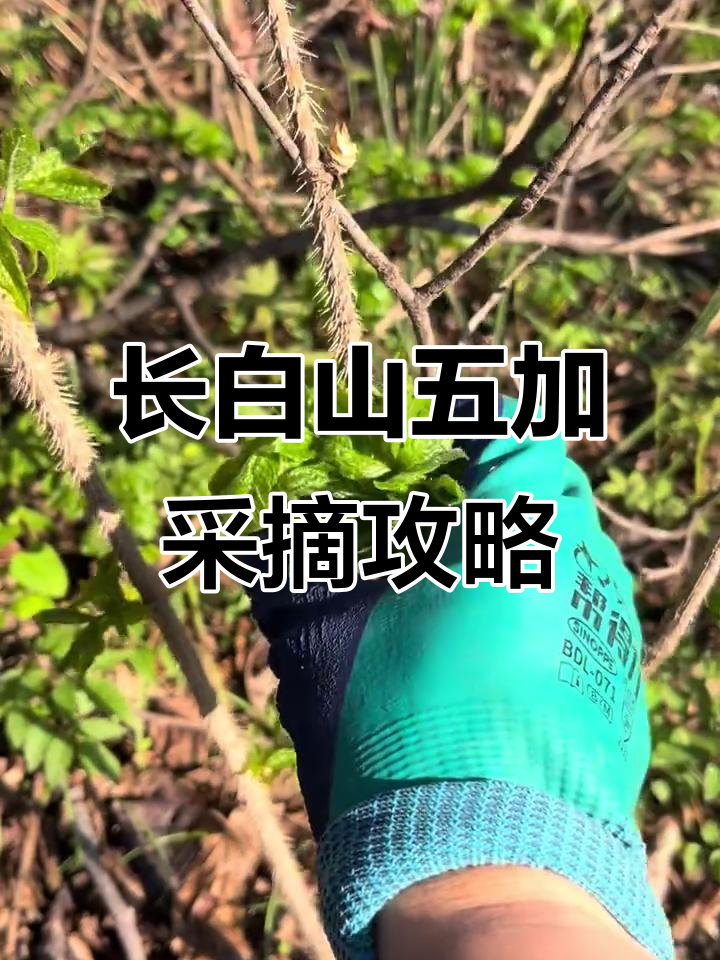 踏雪寻五加,手套必备!长白山野菜采摘大揭秘