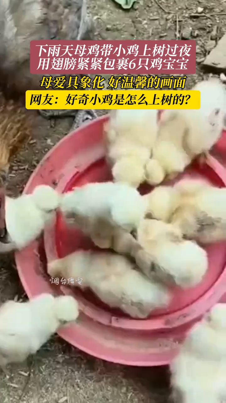 下雨天母鸡带小鸡上树过夜,用翅膀紧紧包裹6只鸡宝宝