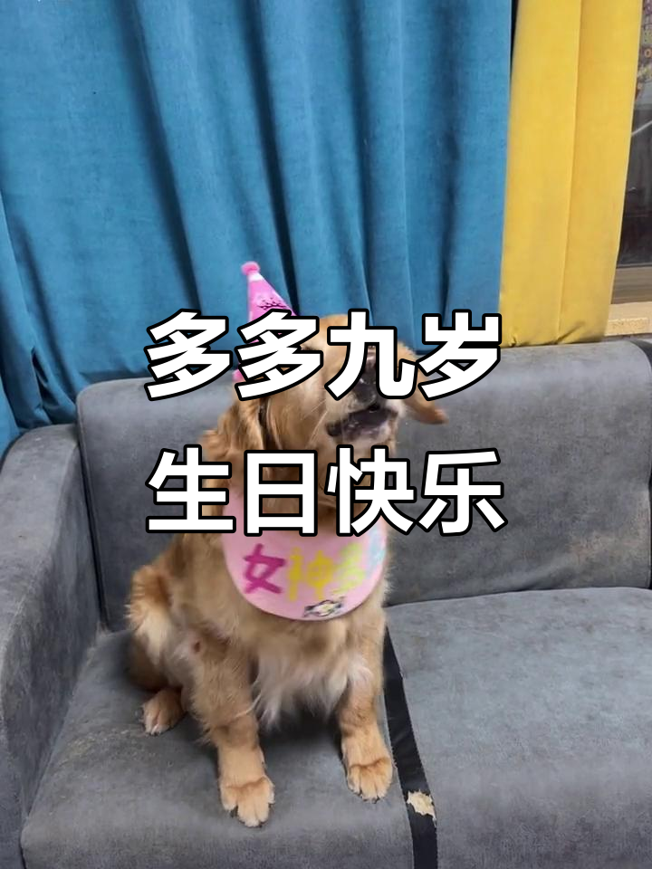 小狗九岁生日,庆祝蛋糕来啦!