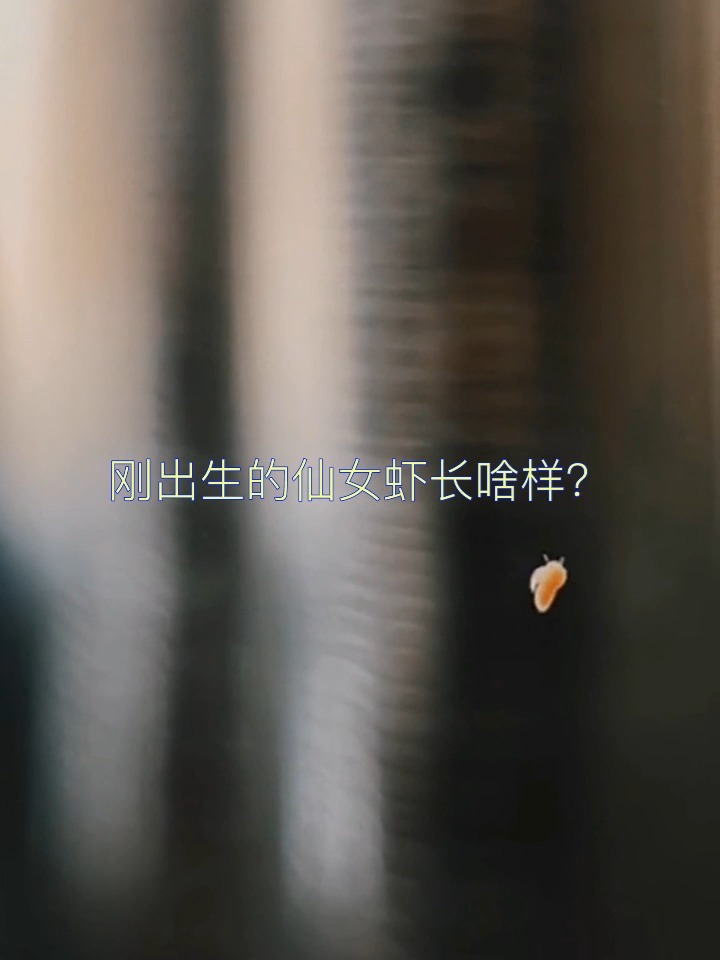 刚出生的仙女虾长啥样!?
