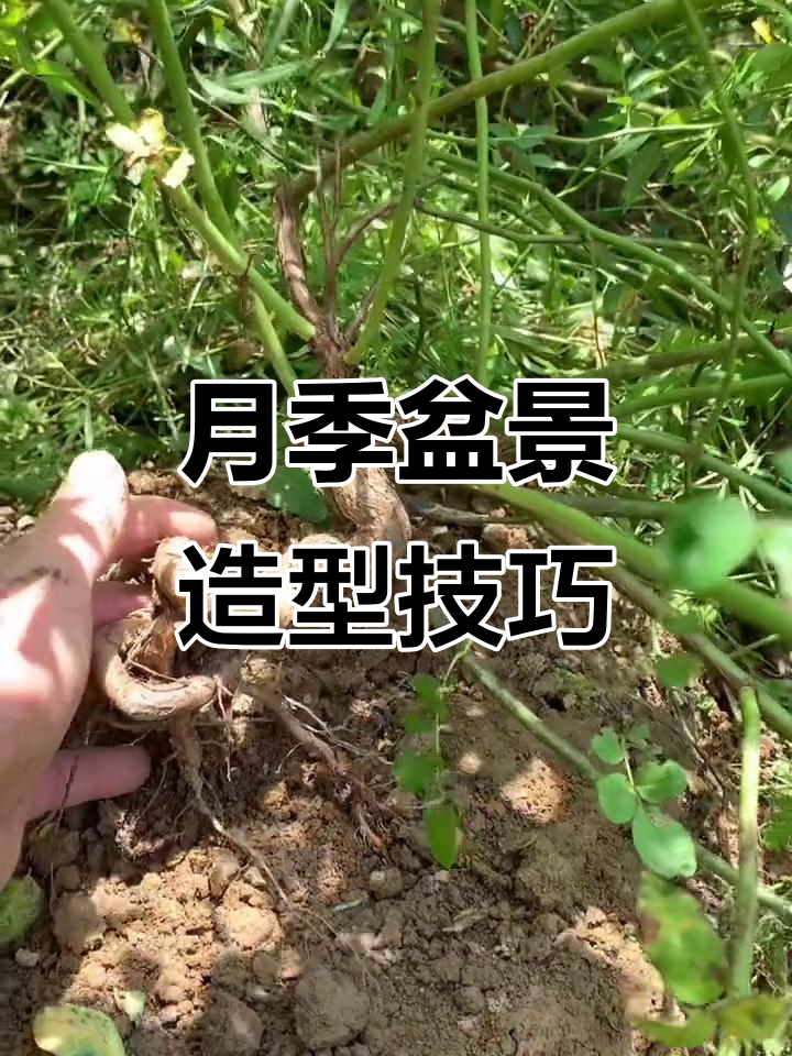 蔷薇提根盆景造型,弯弯曲曲更美观