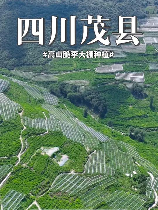 四川阿坝州茂县脆李主产区,很多地方值得大家学习