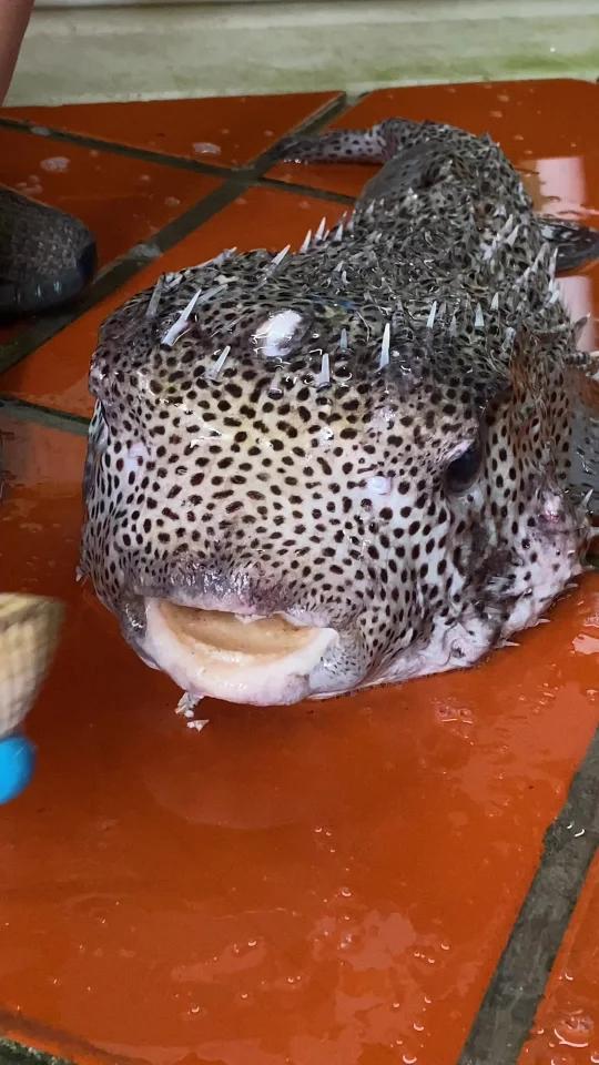 “不品刺龟鲜,不知南海情”南沙群岛的刺豚刺鲍鱼,好大一只!口水鸡泡椒牛蛙的做法,你们觉得怎