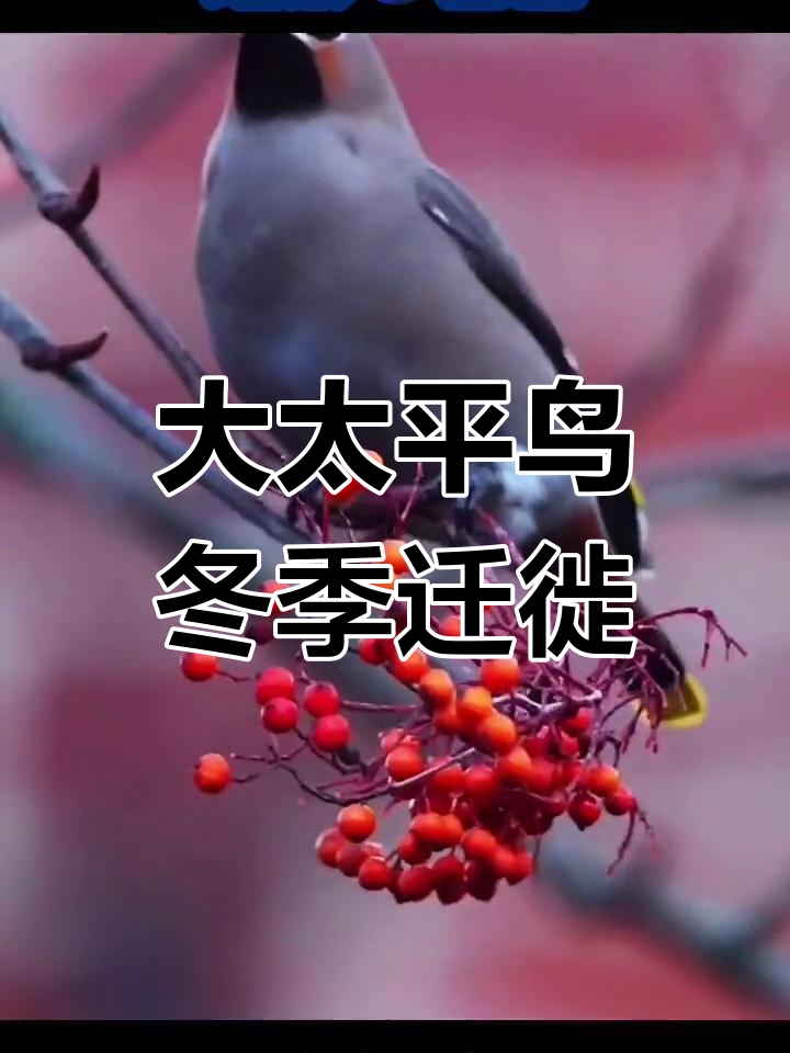 冬季大太平鸟迁徙,西伯利亚候鸟的美丽与神奇