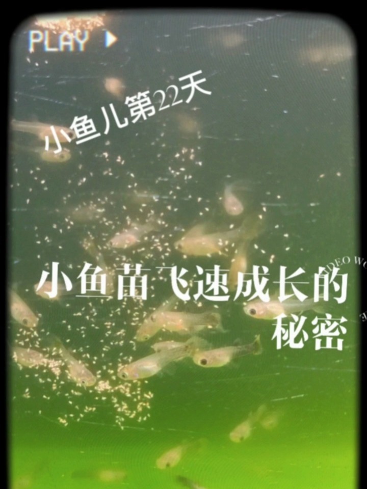 小鱼苗如何快速成长