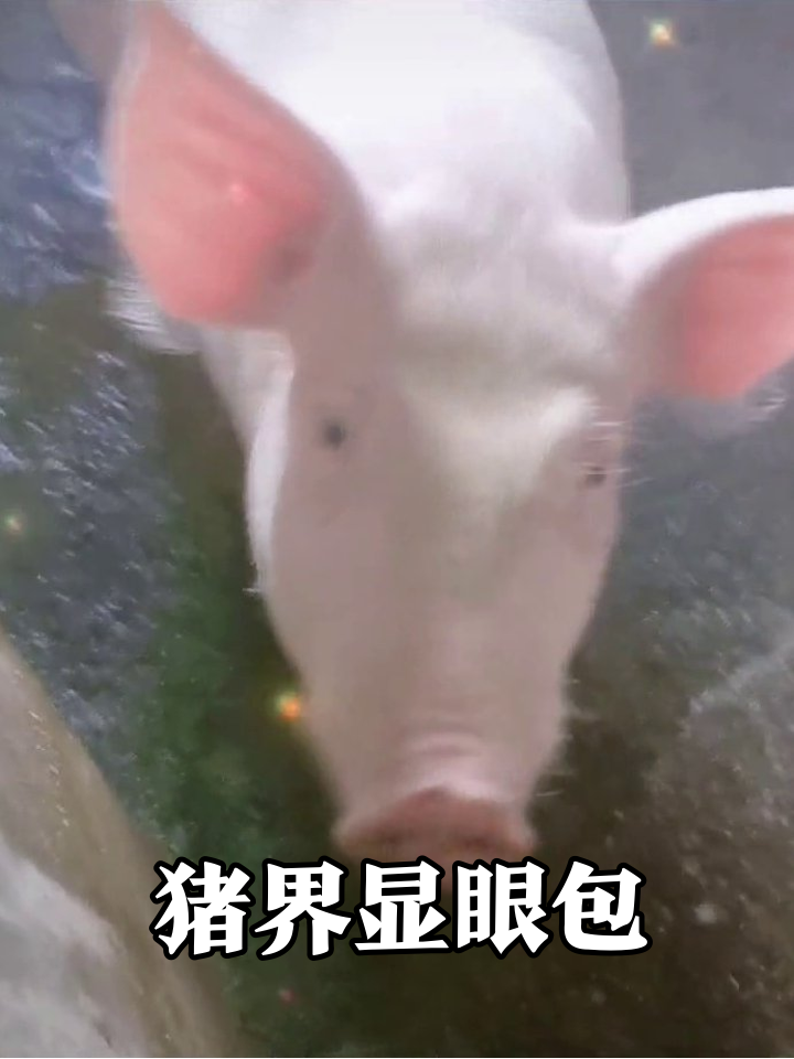 猪圈显眼包!满身珠光宝气找食吃,泥地拱食像开派对
