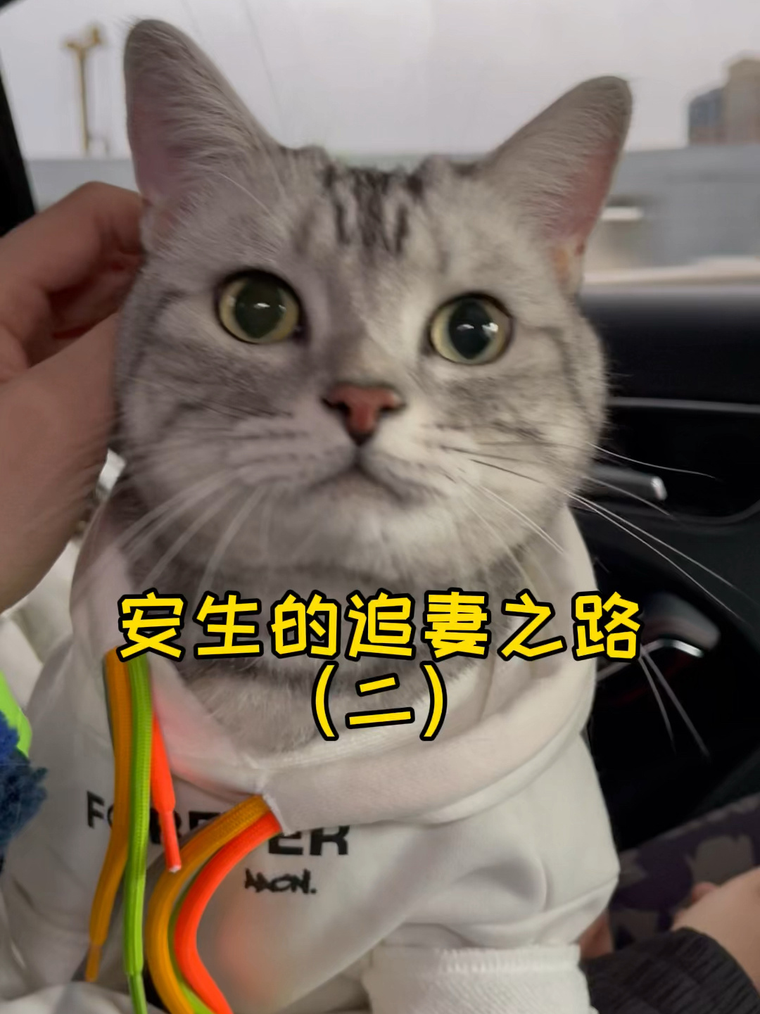 猫咪|安生和泡芙终于结束了异地恋!