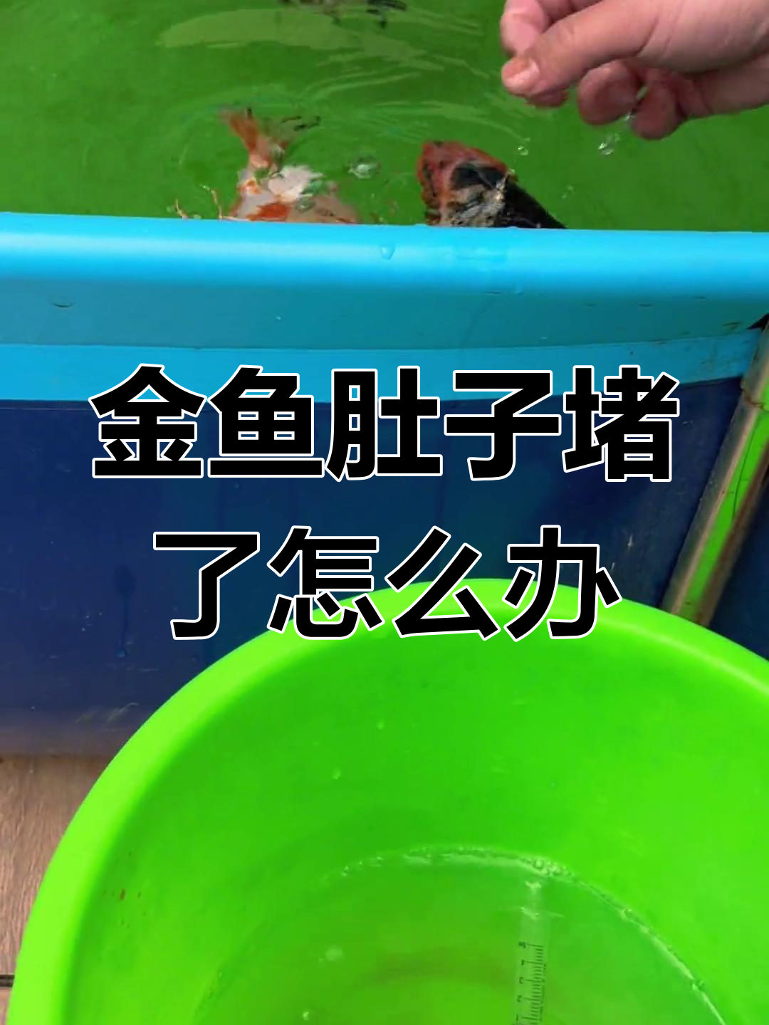 兰寿金鱼肚子堵塞怎么办?疏通技巧大公开