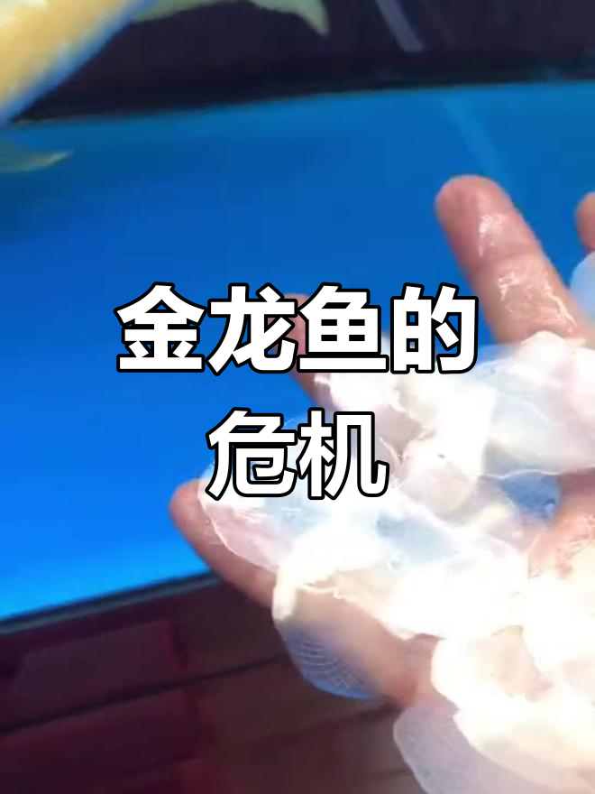 金龙鱼鳞片受损,生死未卜,令人担忧