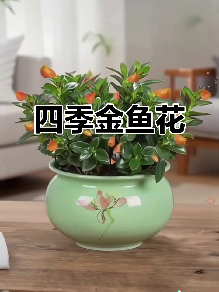 金鱼花,四季常绿,室内盆栽,美观又适合桌面摆放