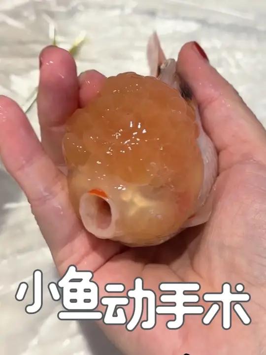 又来给小鱼动手术了
