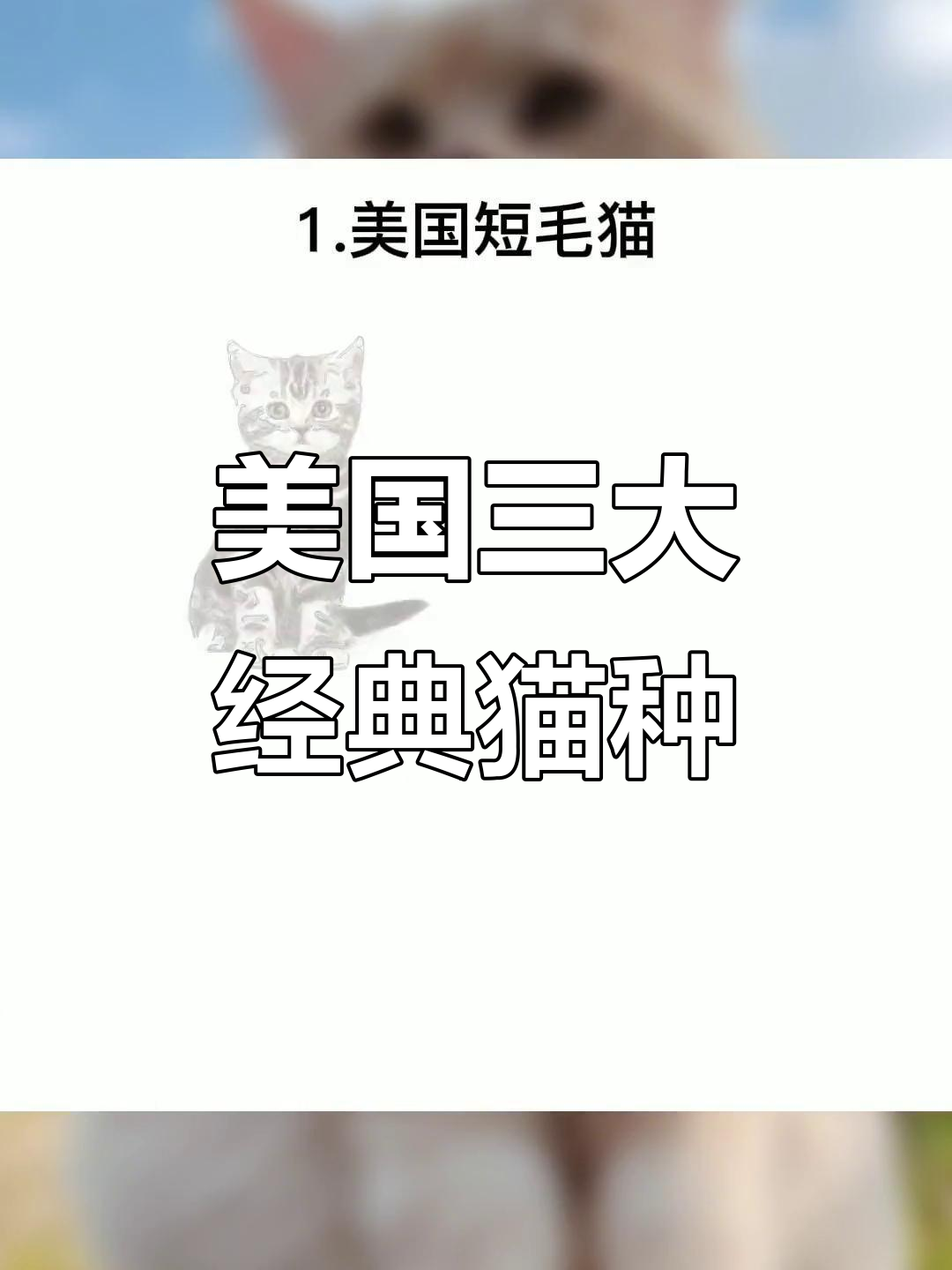 漂亮国猫咪品种大揭秘：活泼、温和还是霸气？