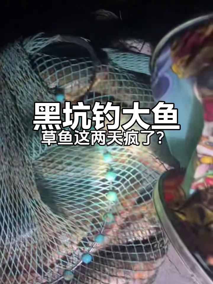 草鱼青鱼大混战,黑坑钓鱼挑战极限