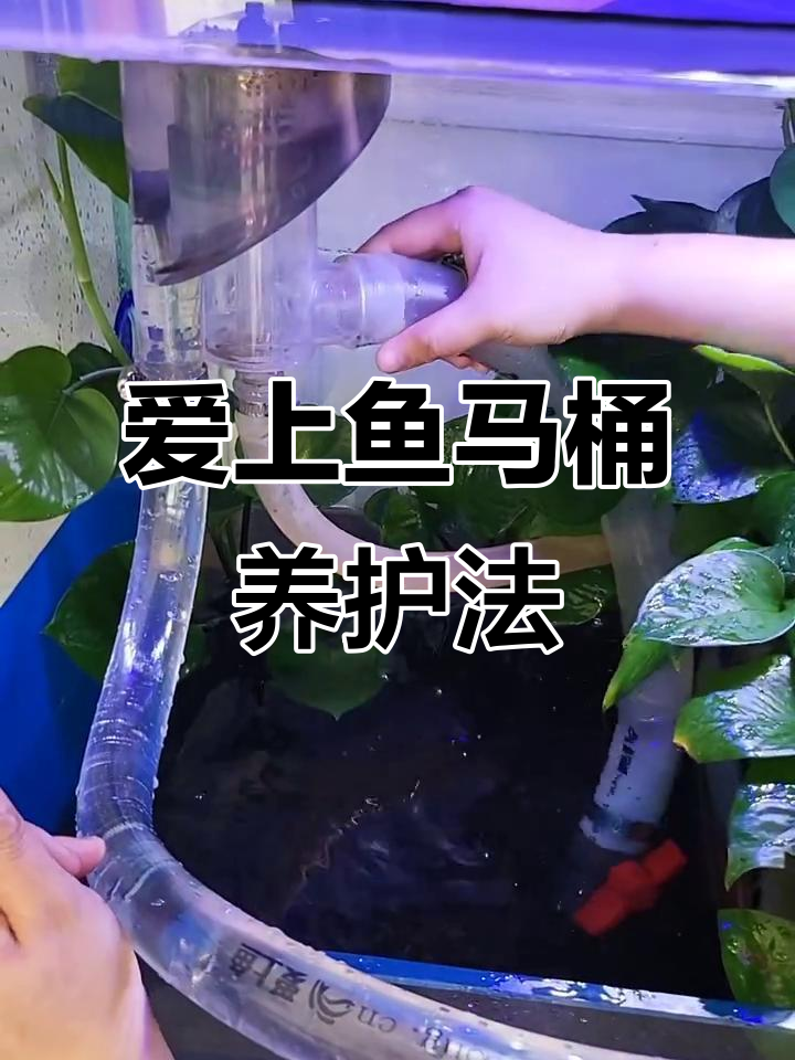 爱上鱼马桶,轻松养鱼的秘诀与技巧