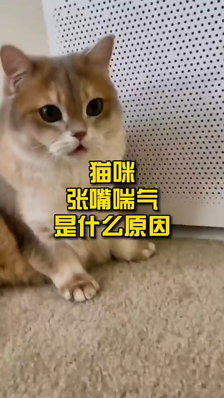 猫咪张嘴喘气是什么原因?