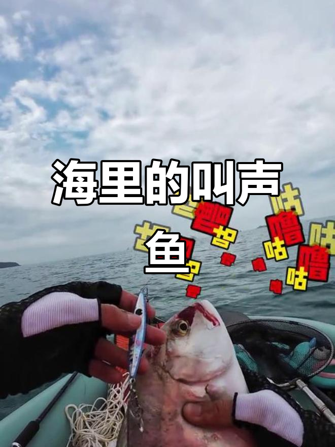 海南“会叫的鱼”牛港鲹,钓上来竟然能发出咕噜声