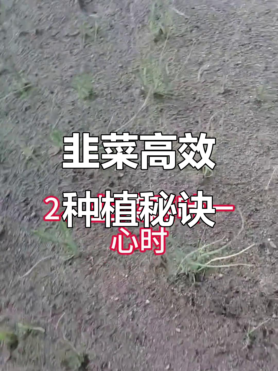 韭菜从发芽到四叶一心,全程管理技巧大揭秘